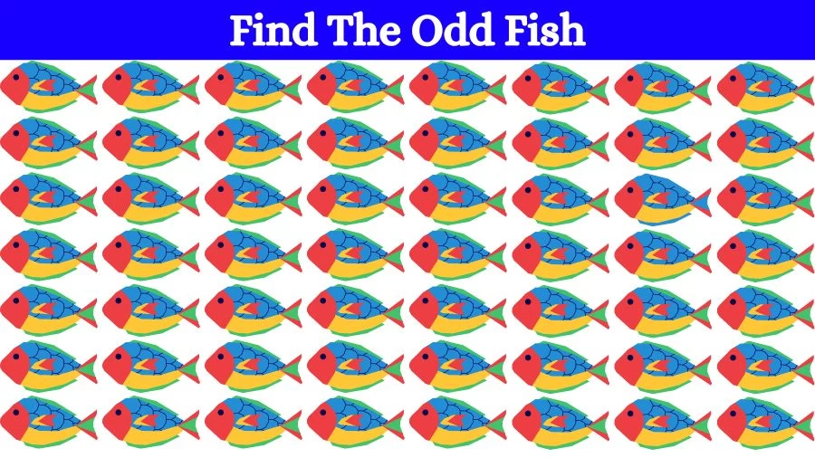 Optical Illusion Visual Test: If you have Eagle Eyes find the Odd Fish in 18 Seconds