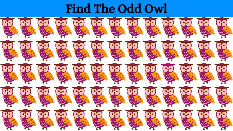 Optical Illusion Brain Challenge: If you have Eagle Eyes find the Odd Owl in 15 Seconds