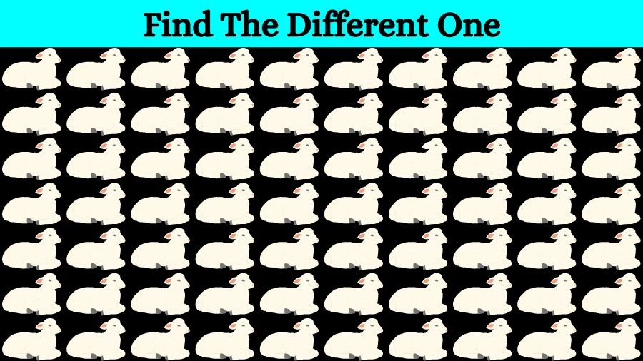 Optical Illusion Brain Challenge: If you have Eagle Eyes find the Odd Sheep in 15 Seconds