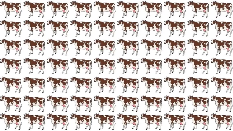 Optical Illusion Visual Test: If you have Eagle Eyes find the Odd Cow in 18 Seconds