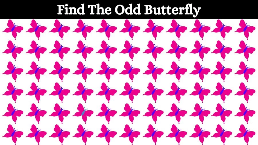 Optical Illusion Brain Challenge: Can you find the Odd Butterfly in 12 Seconds?