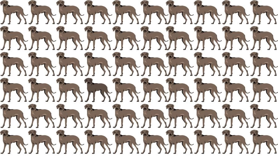 Optical Illusion Brain Challenge: Can you find the Odd Dog in 12 Seconds?