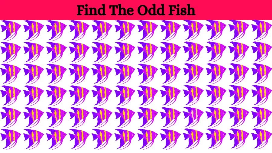 Optical Illusion Eye Test: Can you find the Odd Fish in 20 Seconds?