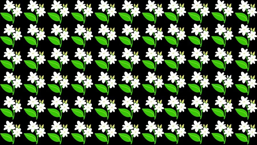 Optical Illusion Eye Test: Try to find the Odd Jasmine Flower in this Image