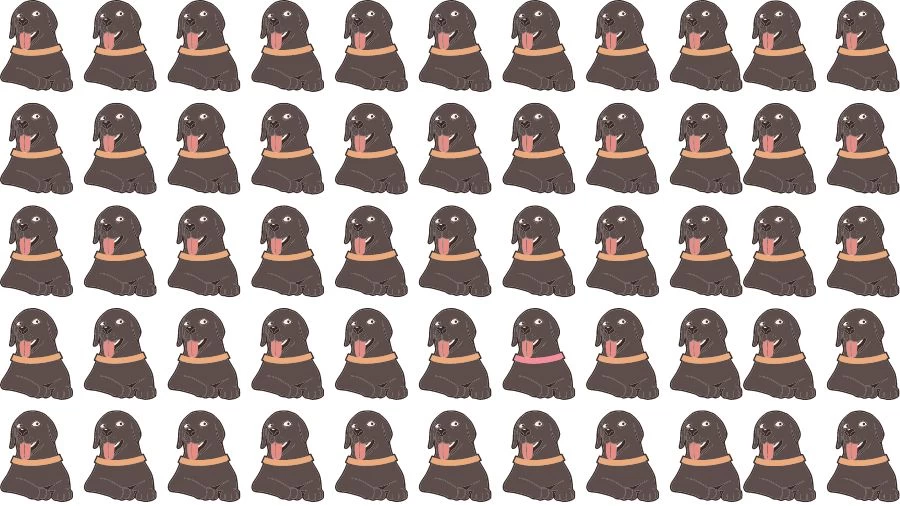 Optical Illusion Visual Test: If you have Eagle Eyes find the Odd Dog in 12 Seconds