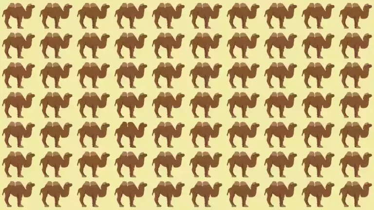 Optical Illusion Brain Test: If you have Eagle Eyes find the Odd Camel in 8 Seconds