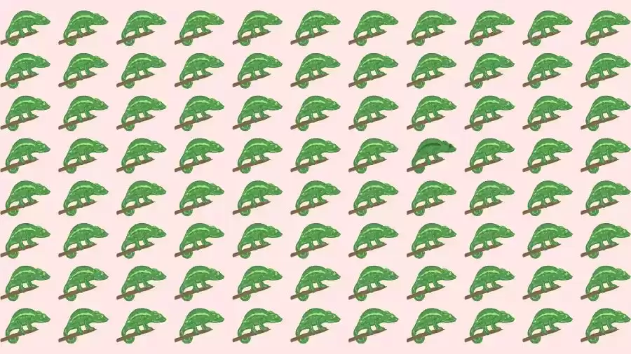 Optical Illusion Challenge: If you have Eagle Eyes find the Odd Chameleon in 15 Seconds