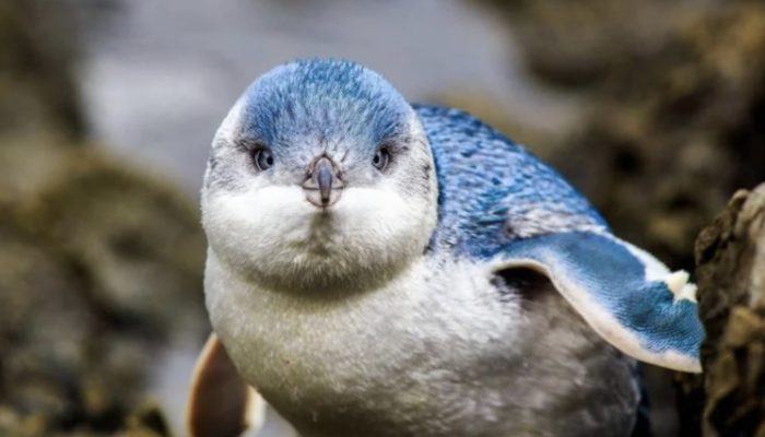 Adorable Creature: The Blue Penguin
