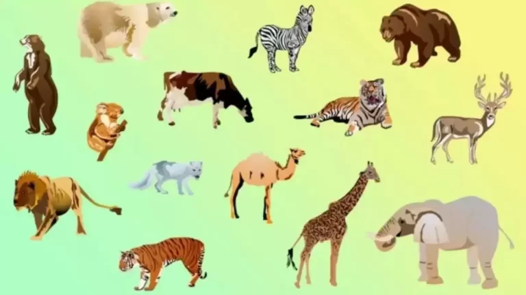 Brain Teaser Logic Puzzle: Which Of These Animals Does Not Belong Here?