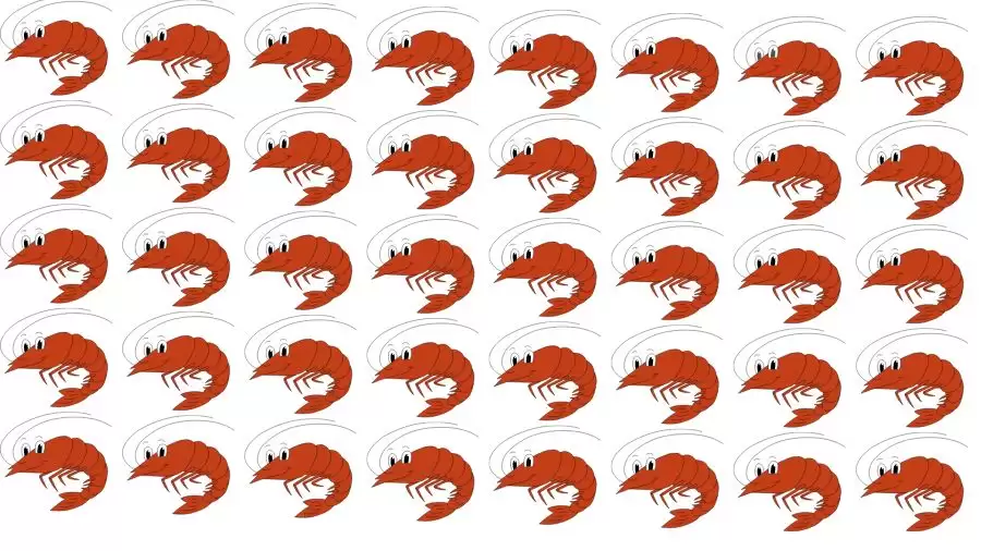 Brain Test: Can you spot the Odd Shrimp in this Image? Picture Puzzle