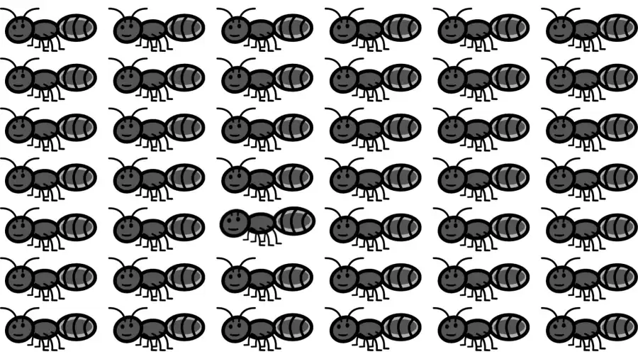 Can you Pick the odd Ant in this Image in Just 10 Secs