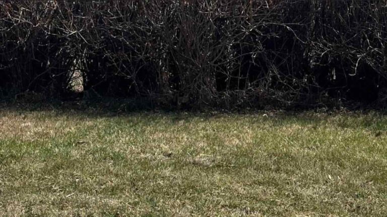 Hidden Animal Optical Illusion: Can you find the cat in the bush after 11 seconds?