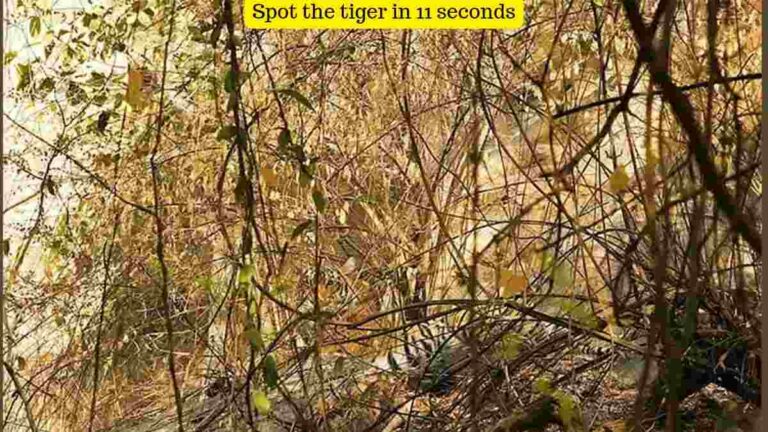 In this optical illusion, a tiger is hiding in the bushes.  Can you spot it within 11 seconds?