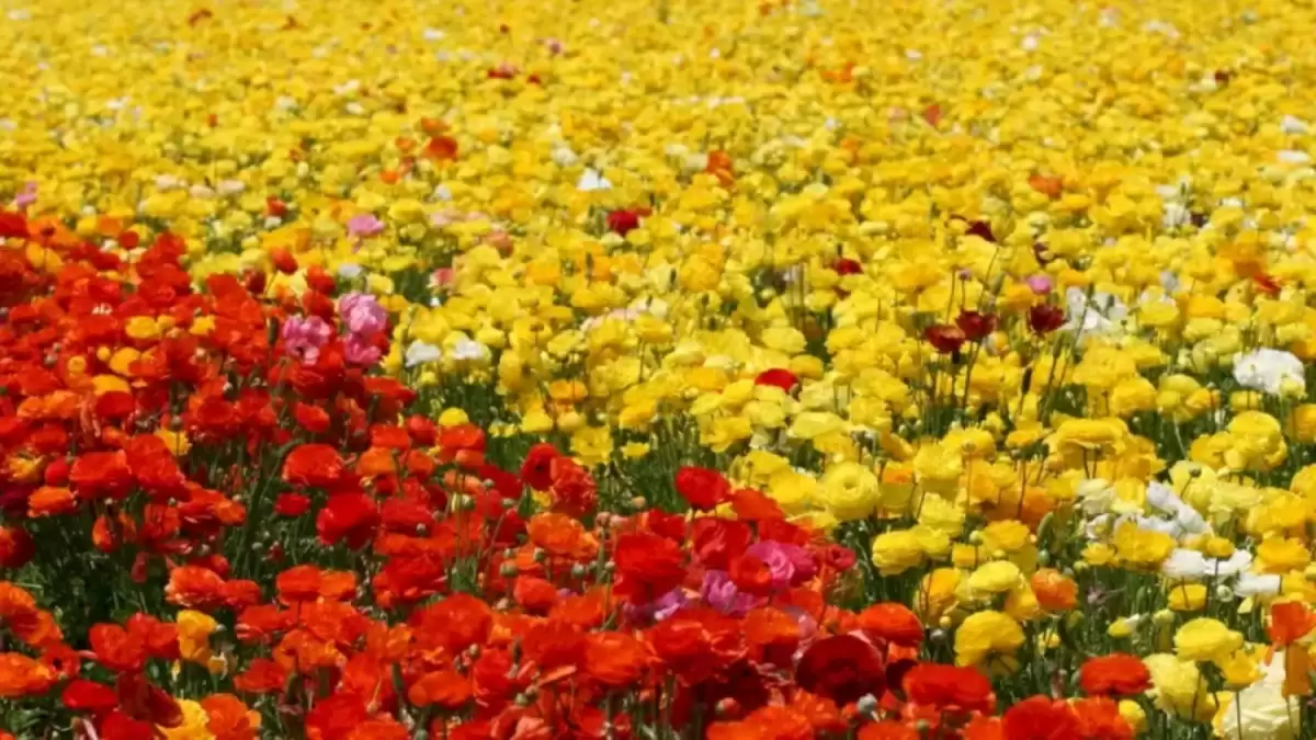 Only 10% Of The People Can Spot The Hummingbird Among These Beautiful Flowers. Can You?