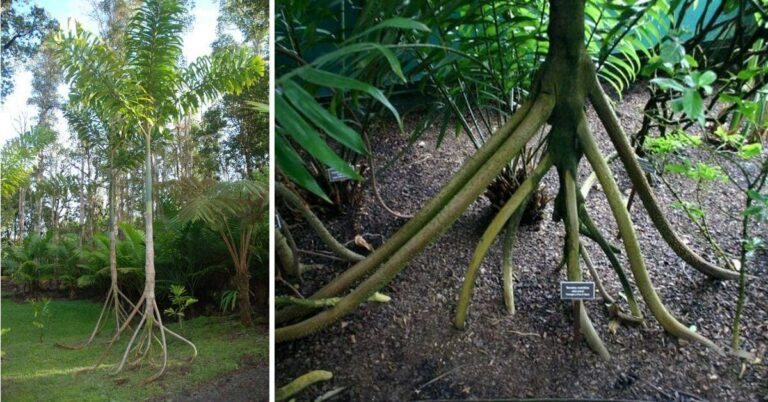 Tgees walking.  Trees can walk up to 2 meters per year