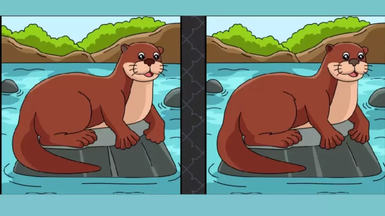 Use your extra sharp eyes and spot 5 differences in the Seal picture in 20 seconds