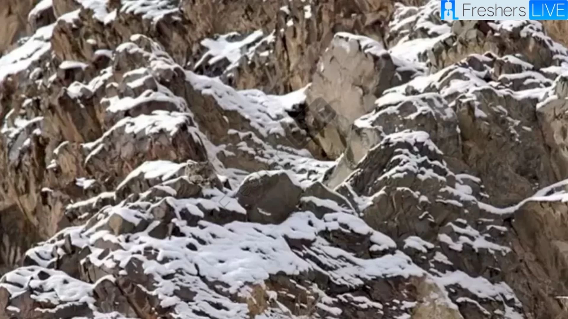 You are a special talent if you can find The Perfectly Camouflaged Snow Leopard in the Image in 10 seconds!