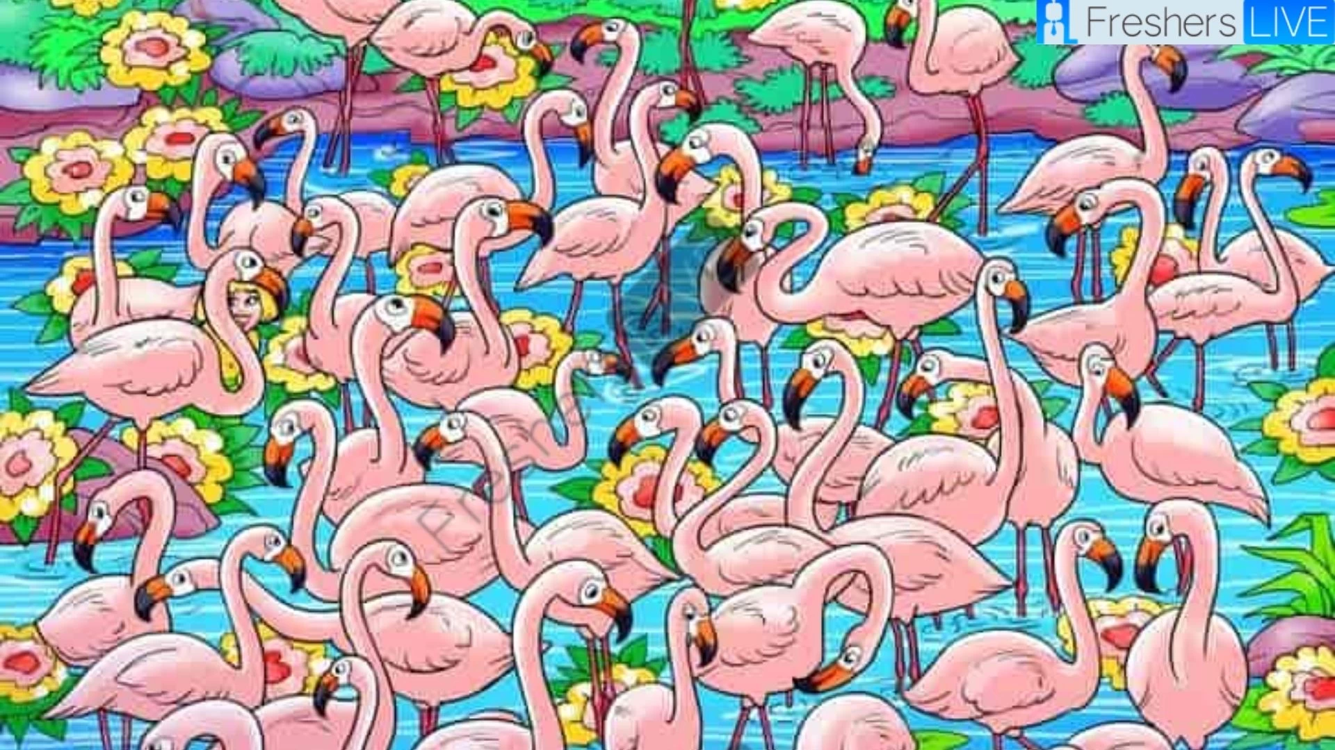 You have 50/50 Vision if you can find the hidden girl among flamingos in 8 seconds!
