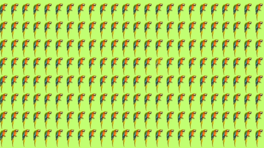 Optical Illusion Brain Test: If you have Sharp Eyes Find the Odd Parrot in 12 Seconds