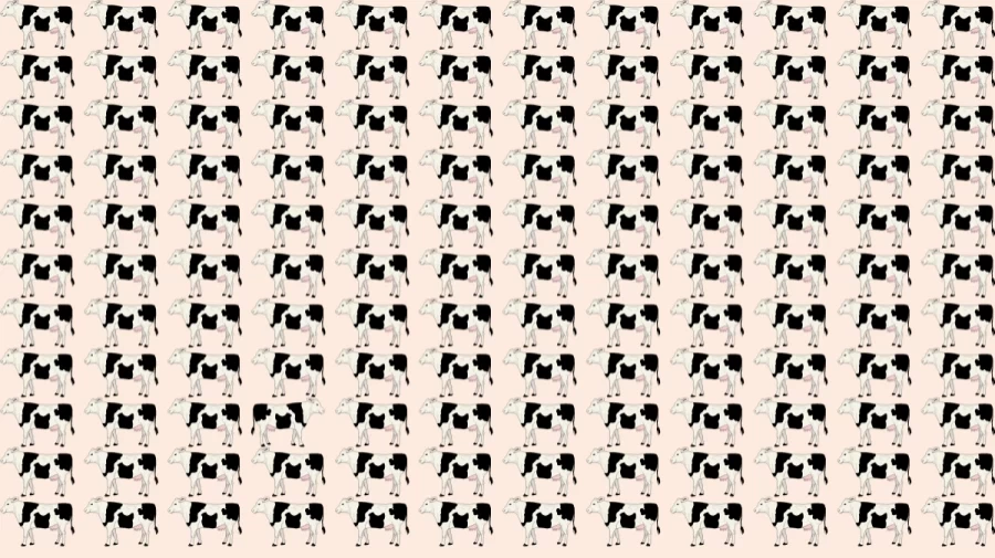 Optical Illusion Brain Test: If you have Sharp Eyes Find the Odd Cow in 10 Seconds