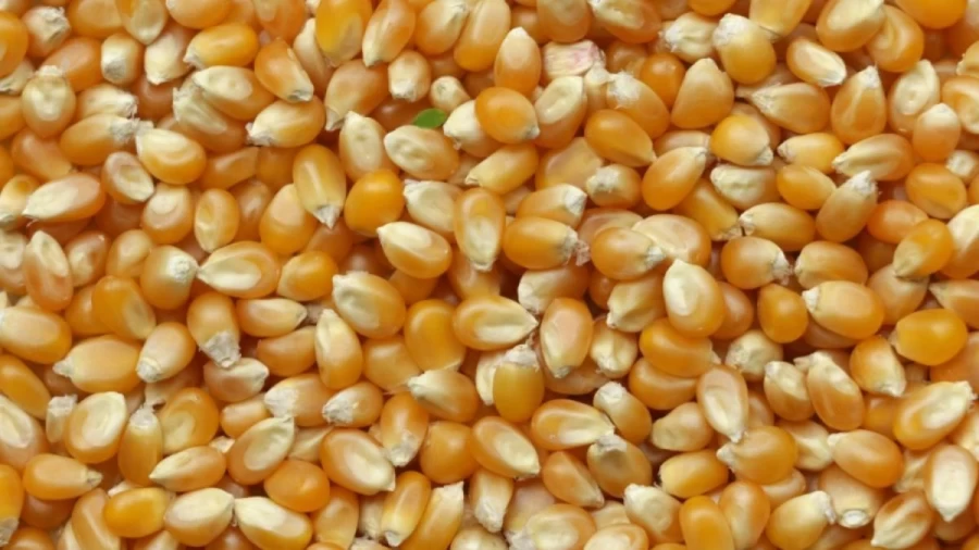 Observation Skill Test: Find a Leaf Hidden Among these Corns in 12 Seconds