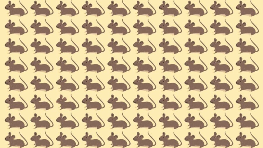 Observation Skills Test: Can you spot which Mouse is different in 10 seconds?