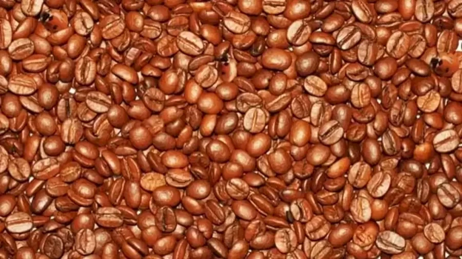 Optical Illusion Brain Test: Can You Spot the Hidden Ladybugs among these Coffee Beans within 10 Secs?