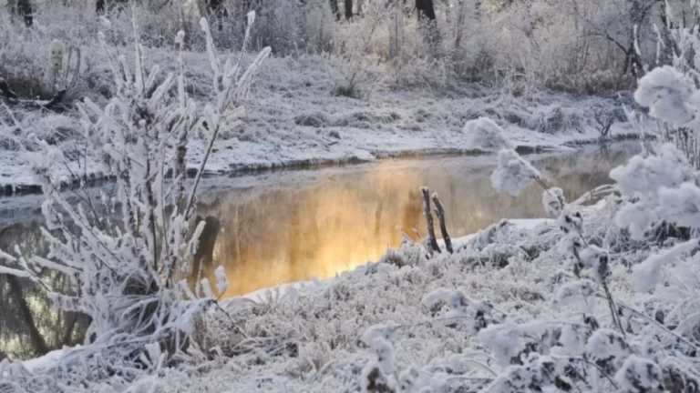 Optical Illusion: Can you find the Hidden Snow Fox in 12 Seconds?