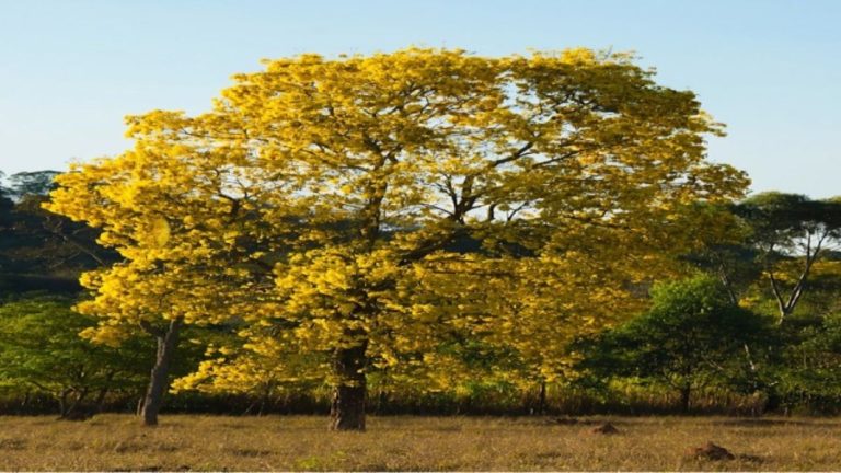 Optical Illusion: Find the Mango within 12 seconds if you have powerful vision