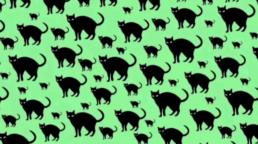 Optical Illusion Vision Test: Can you spot the Rat among the Cats within 12 Seconds?