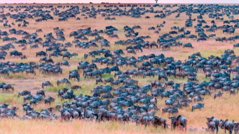 Picture Puzzle Brain Teaser: Can You Spot the Zebra among the Herd in 15 Secs?