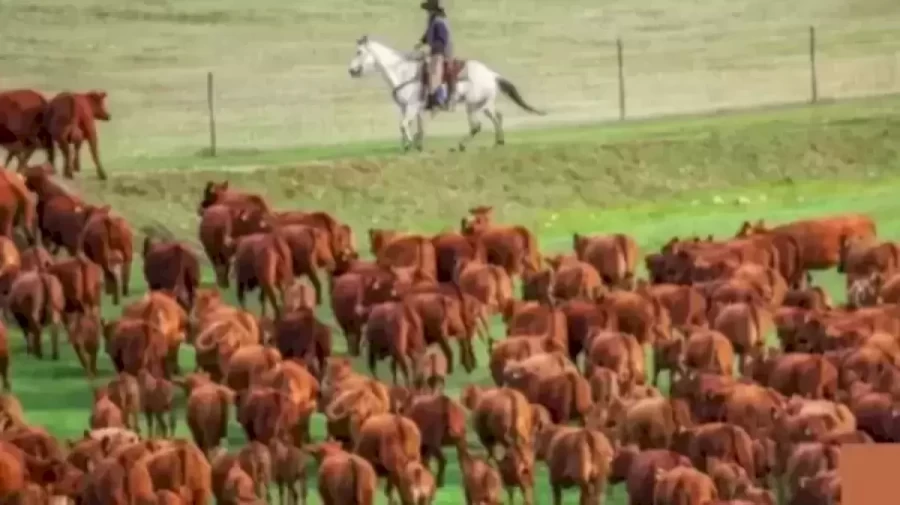 Visual Test Optical Illusion: Eagle Eyes can spot the Bear Hidden among the Horse in 12 Seconds?