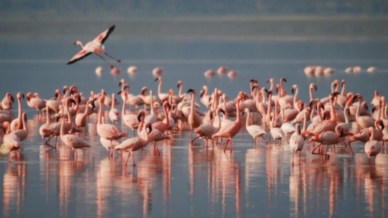 Optical Illusion Challenge: If you have Eagle Eyes find the Hidden Chick among the Flamingoes within 12 Seconds?