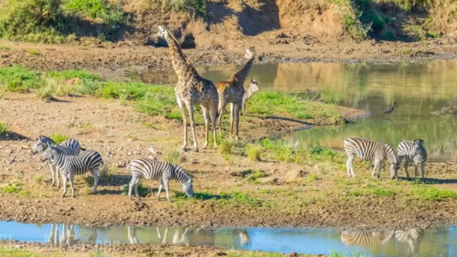 Hippo Search Optical Illusion: Spot The Hippo Among These Animals Within 15 Seconds