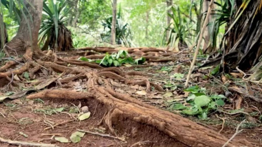 Optical Illusion Find And Seek: You Are A Brilliant If You Spot The Garden Lizard In Less Than 14 Seconds