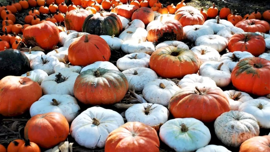 Optical Illusion Find And Seek: You Have Hawkeyes If You Spot The Flower Among These Pumpkins Within 19 Seconds