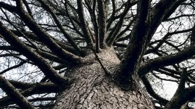 Optical Illusion Visual Test: You Need To Have Eagle Eyes To Spot The Camouflaged Lizard In This Tree