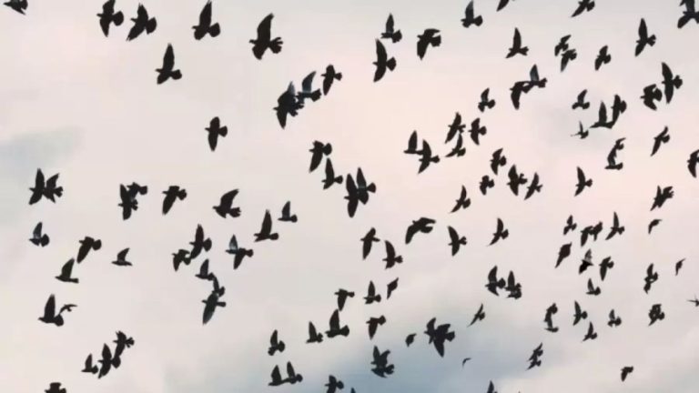 Bat Search Optical Illusion: This Flock Of Birds Overlooked A Bat Flying Along With Them. Do You See The Bat Among These Birds?