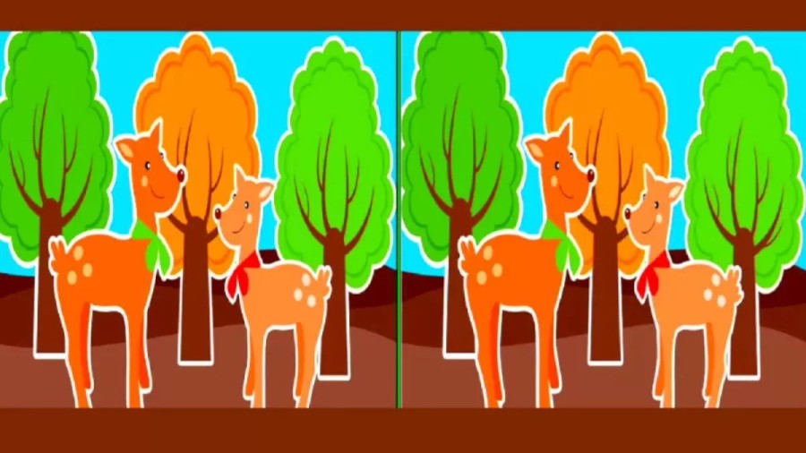 Brain Teaser Picture Puzzle - Spot 3 Differences Between These Two Images