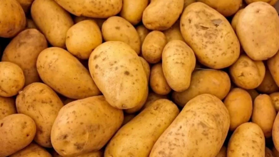Can You Find A Needle Among The Potato Within 15 Seconds Explanation And Solution To The Optical Illusion