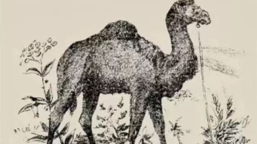 Can You Find The Camel Rider Within 20 Seconds? Explanation And Solution To The Optical Illusion