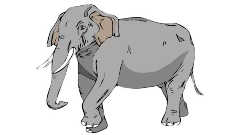 Can You Find The Hidden Alphabet In This Elephant Optical Illusion In Less Than 18 Seconds?