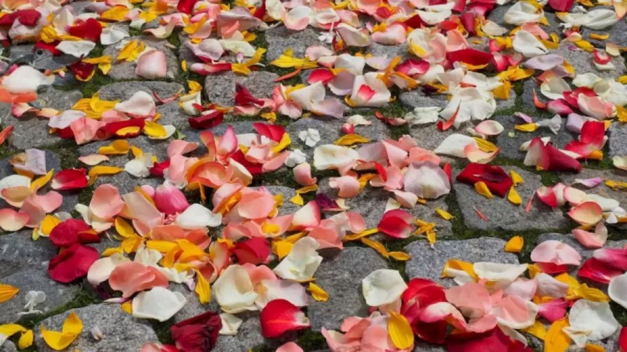 Can You Find The Hidden Toad Among These Rose Petals Within 15 Seconds? Explanation And Solution To The Optical Illusion