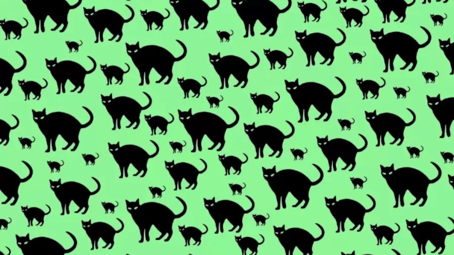 Can You Find The Rat Among The Cats Within 10 Seconds? Explanation And Solution To The Optical Illusion