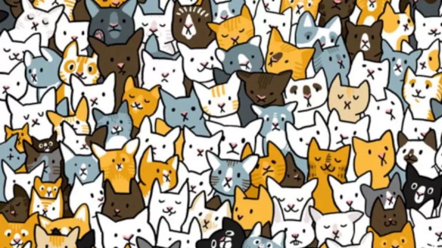 Can You Find the Bunny Among the Cats within 12 Seconds? Explanation And Solution To The Optical Illusion
