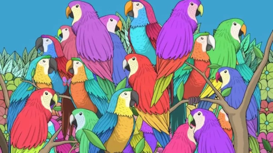 Can You Find the Hidden Butterfly Among these Parrots? Explanation and Solution to this Optical Illusion