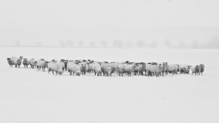 Can You Spot The Arctic Fox Among The Sheep Within 15 Seconds? Explanation And Solution To The Optical Illusion