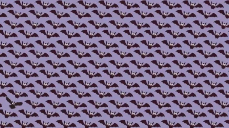 Can You Spot The Owl Among The Bats Within 10 Seconds? Explanation And Solution To The Optical Illusion