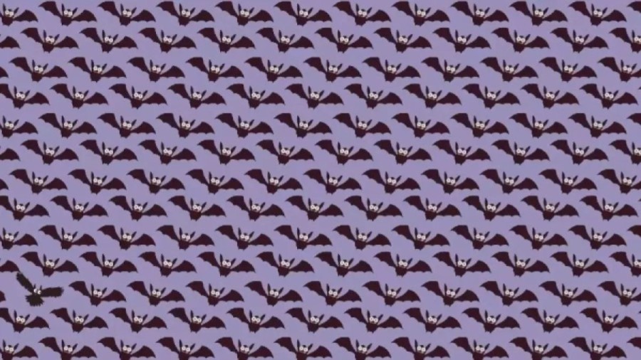 Can You Spot The Owl Among The Bats Within 10 Seconds? Explanation And Solution To The Optical Illusion