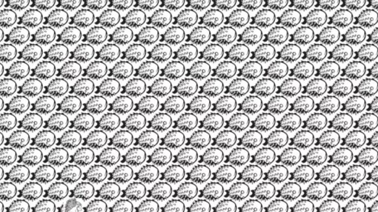 Can You Spot The Porcupine Among The Fishes Within 12 Seconds? Explanation And Solution To The Optical Illusion